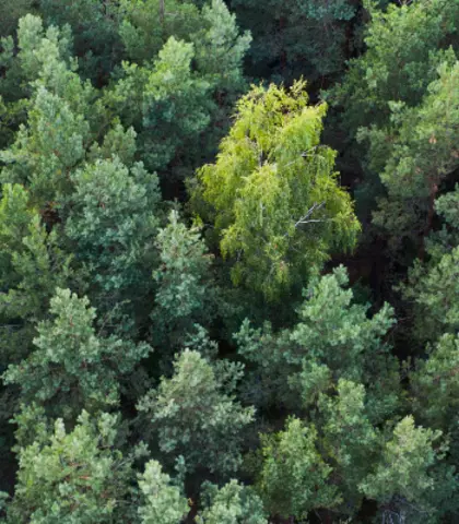 Annual Environmental Report